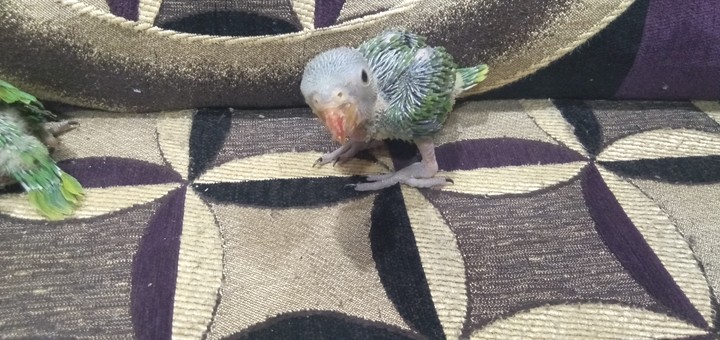 baby parrot