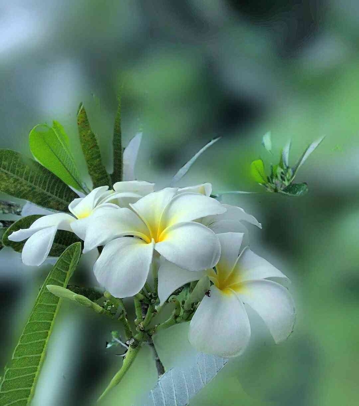 White Flowers.