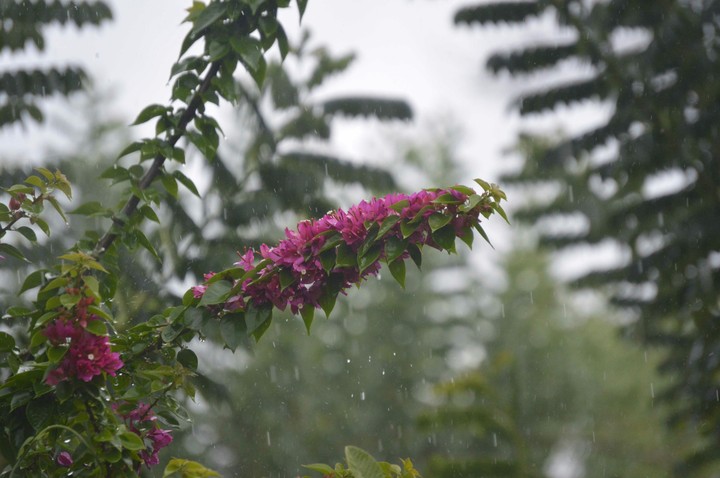 nature