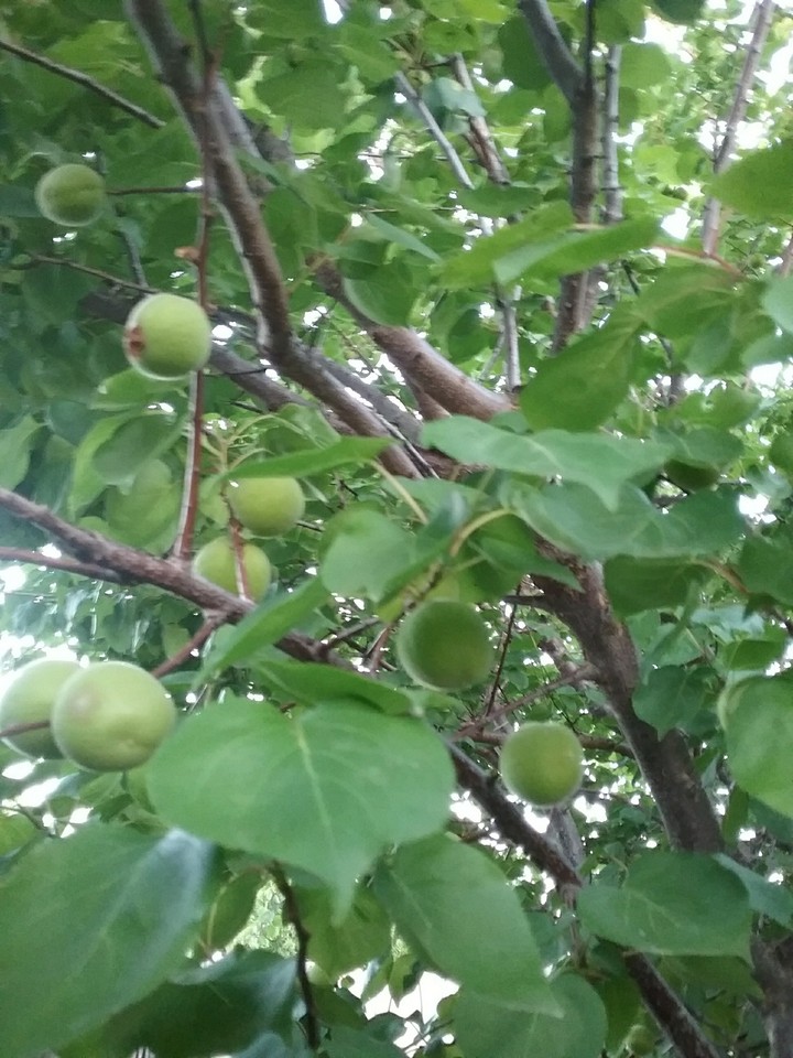 green apricot 3