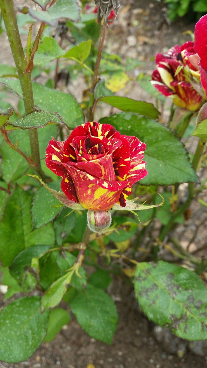 Roze