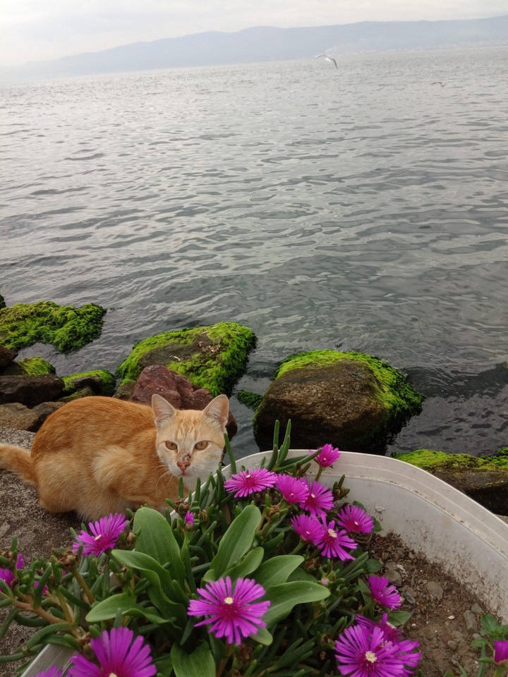 cat and flower