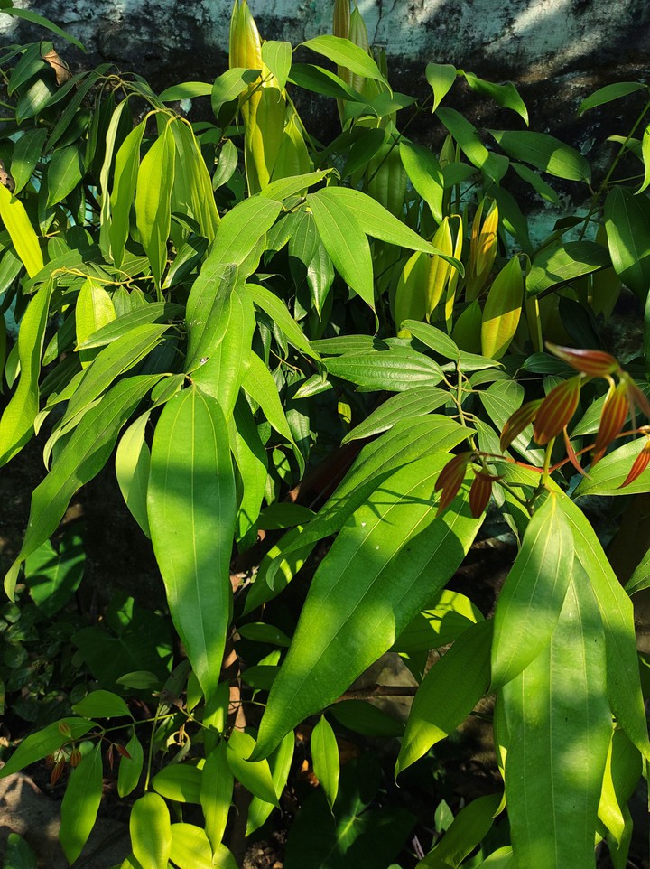 leaves