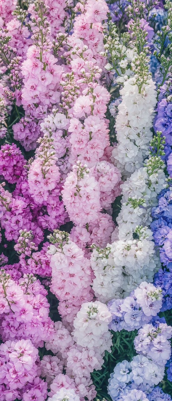 tapety flower, petal