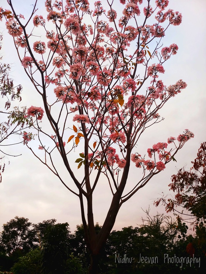Pink Flowers