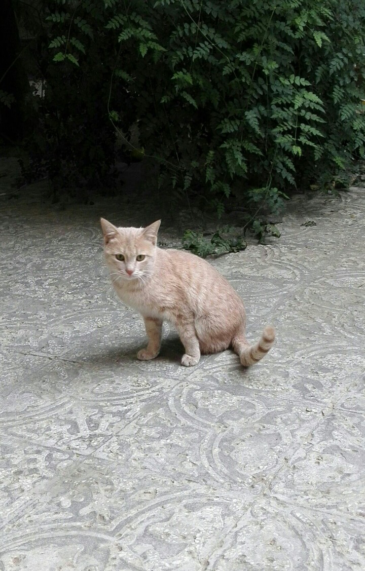 my cat