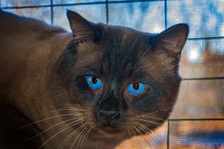 cat