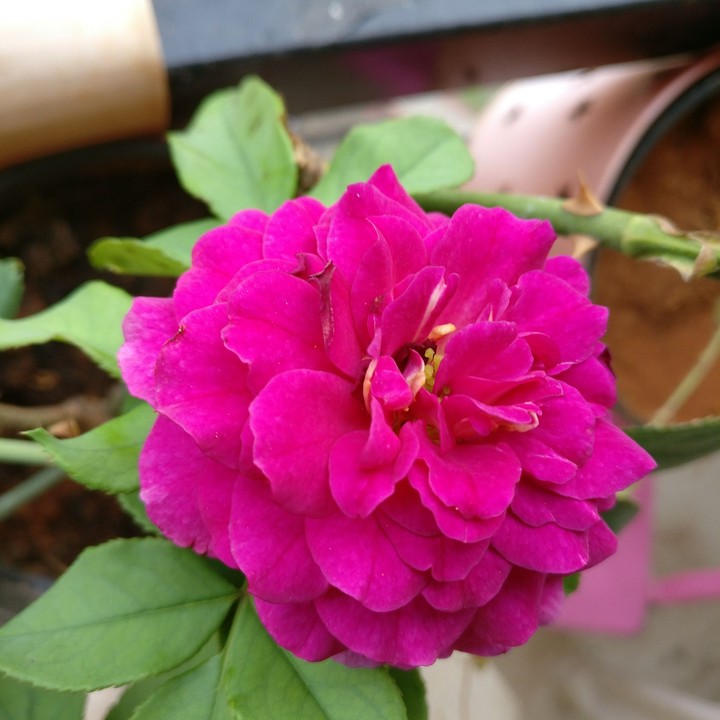 roses are pink! and violets are blue