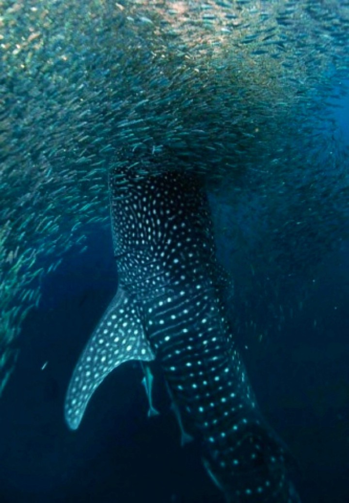 Dinner Time for the Whale Shark