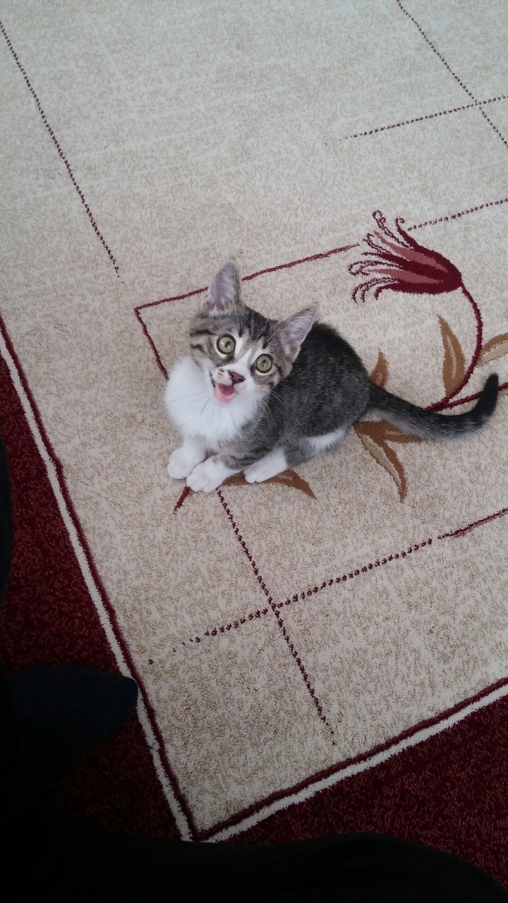 leo