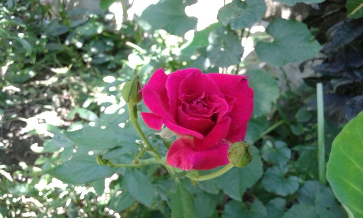 Rose