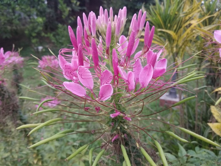flower