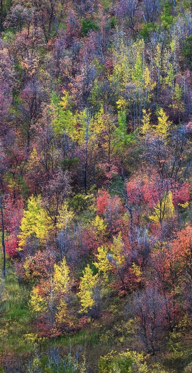 шпалери Orange, leaf