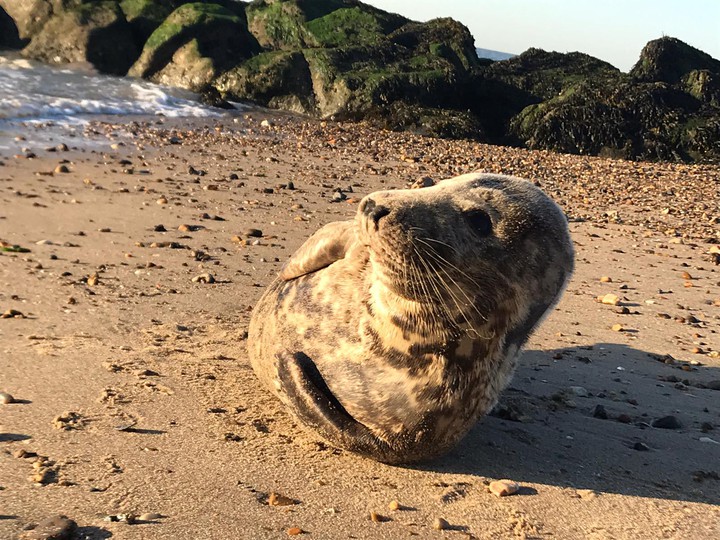 Seal