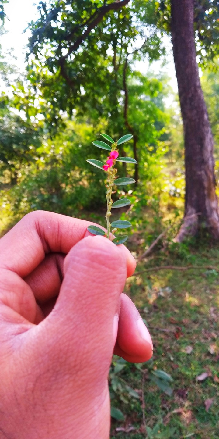 flower