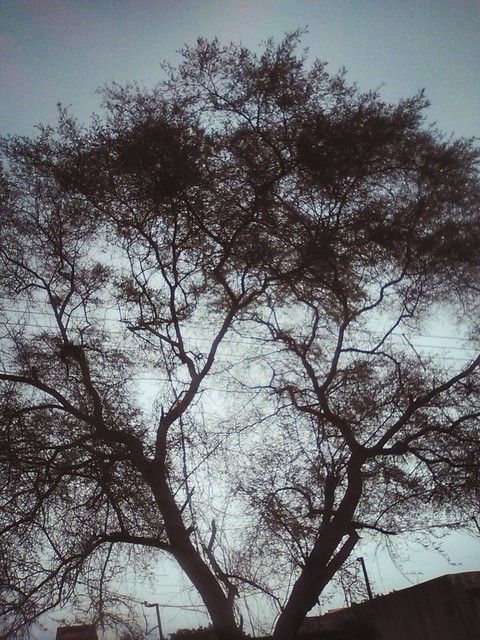 tree