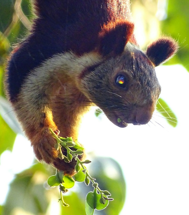 squirrl