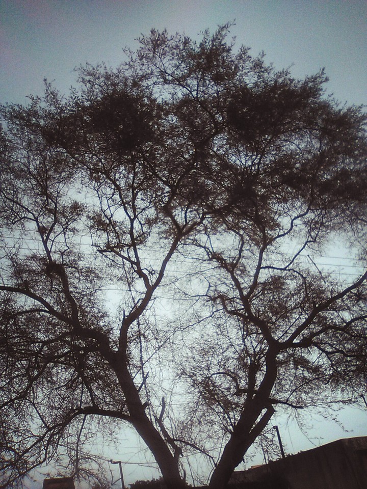 tree