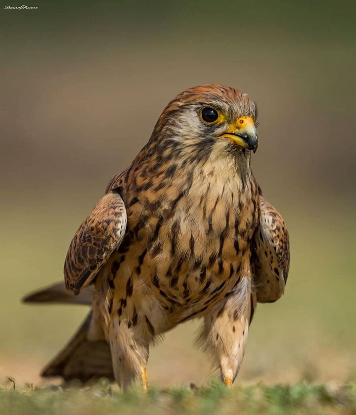 قوش  merlin