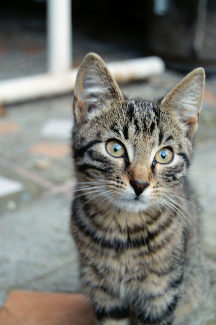 cat