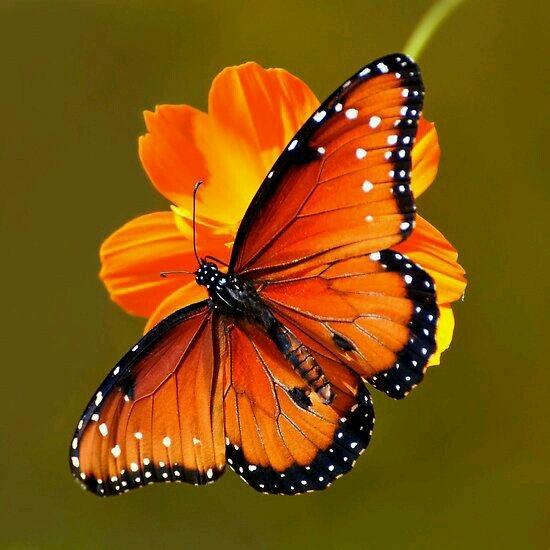 butterfly