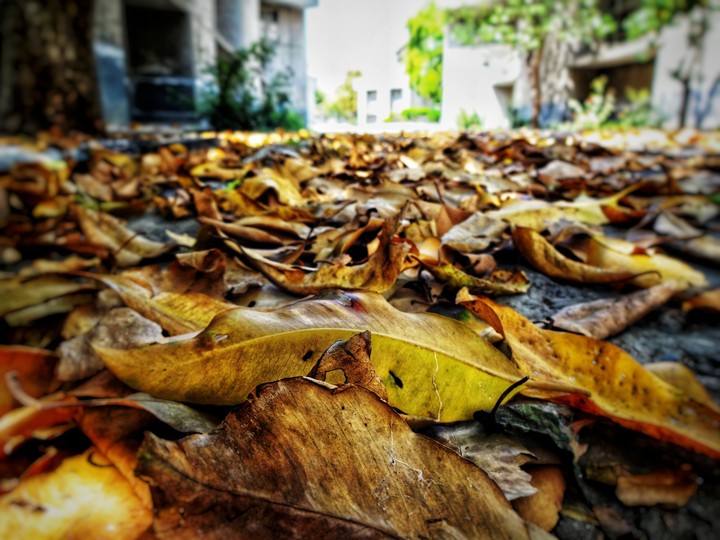 leafs