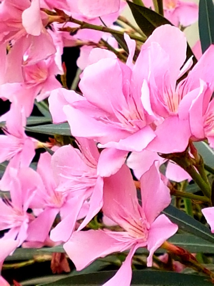 fiori