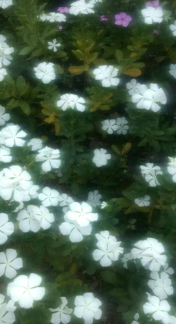 #whiteflowers