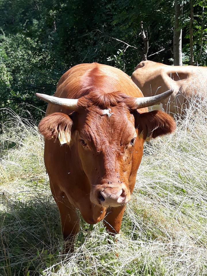 Natur pur