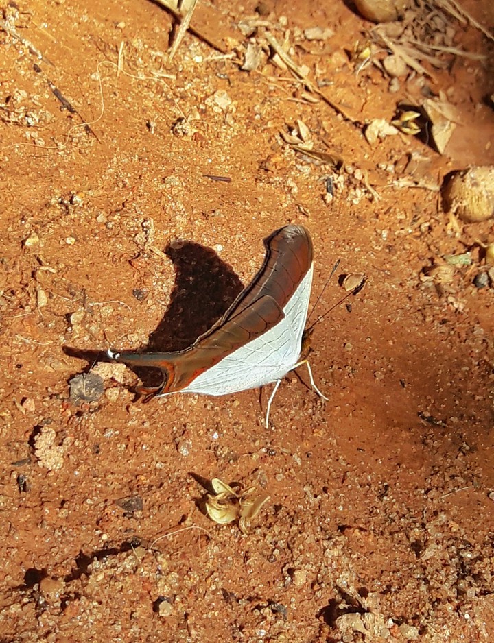 Butterfly