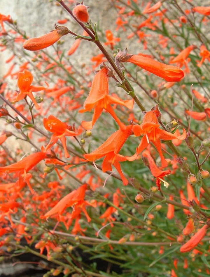 PENSTEMON (FIRECRACKER)