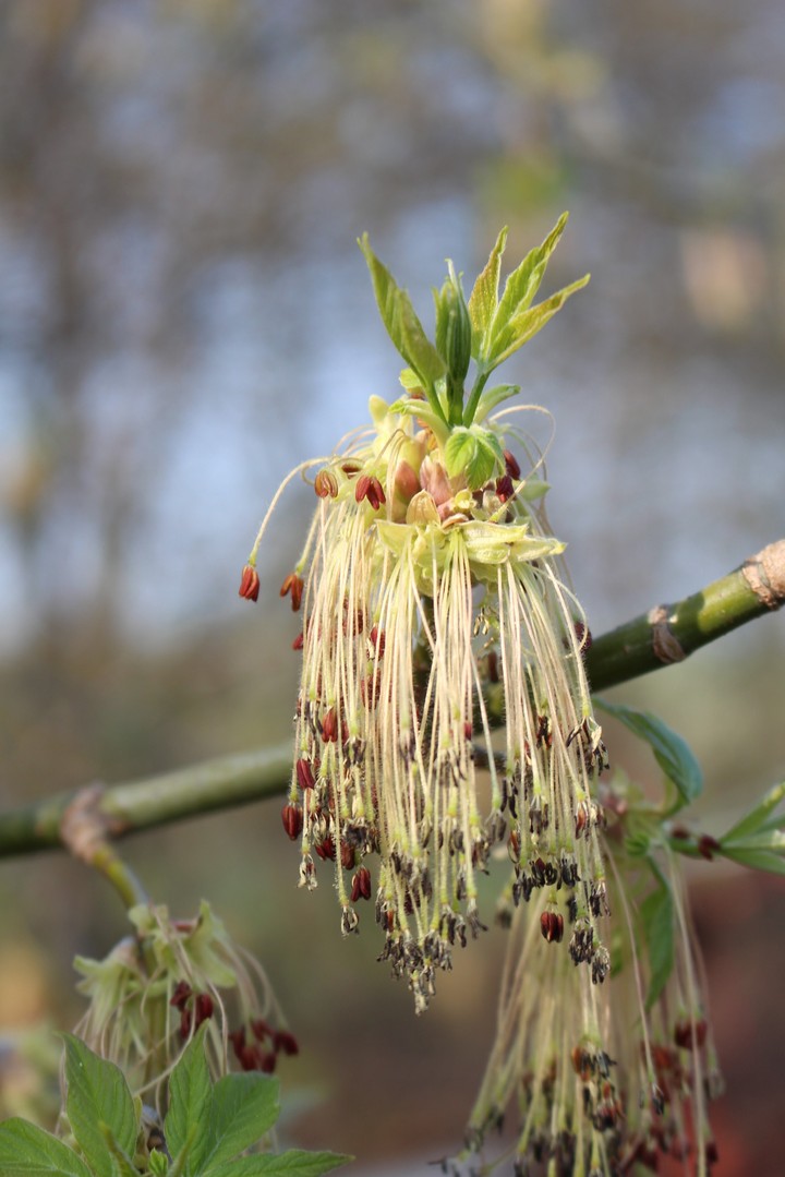 Frühling