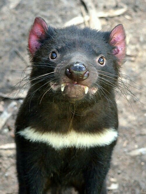tasmanian devil