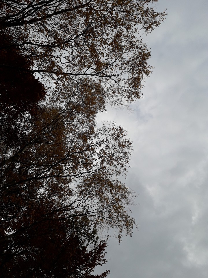 trees & the sky