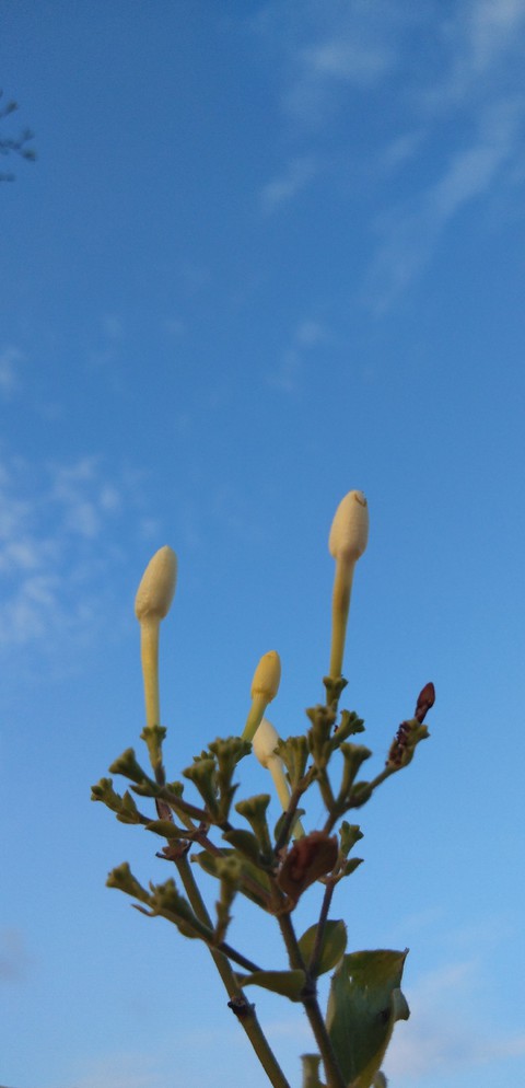 jasmine