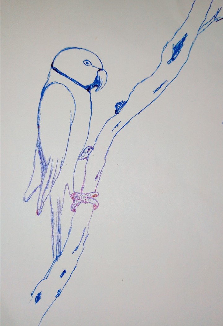 drowed with pen