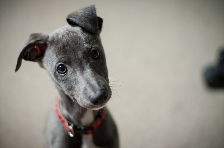 Pet