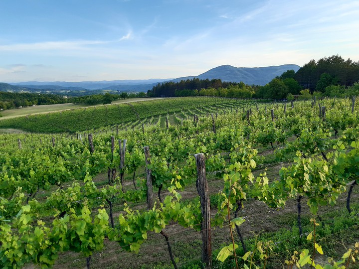 Vineyard