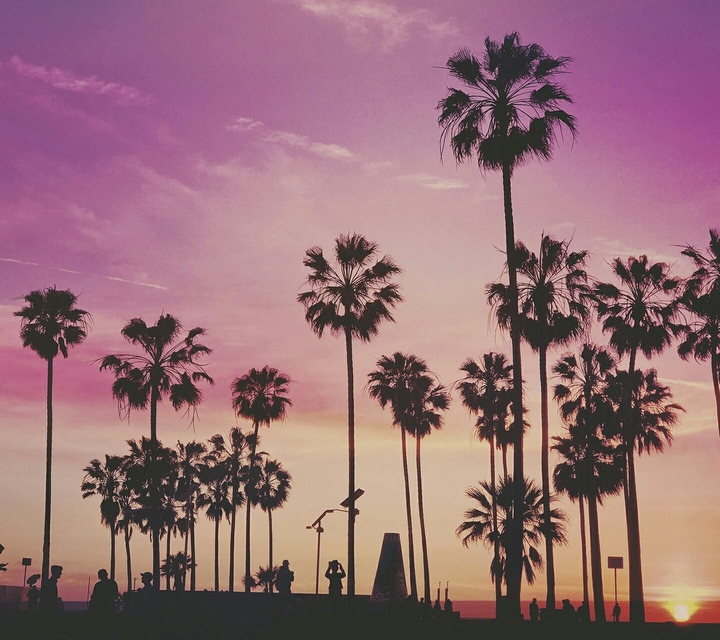 Palms