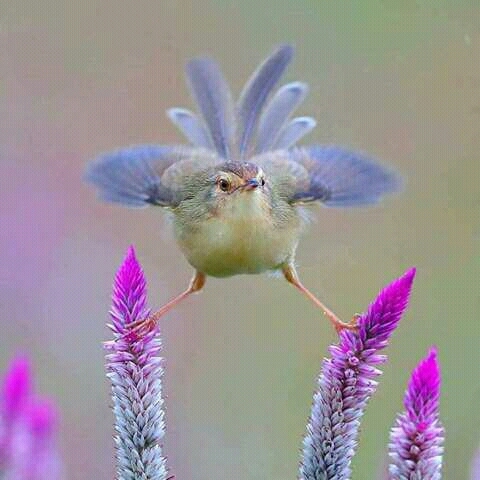 nicey little bird