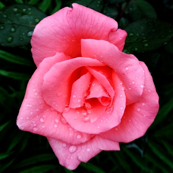 rose
