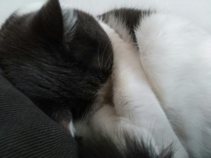 #mysweetcat
