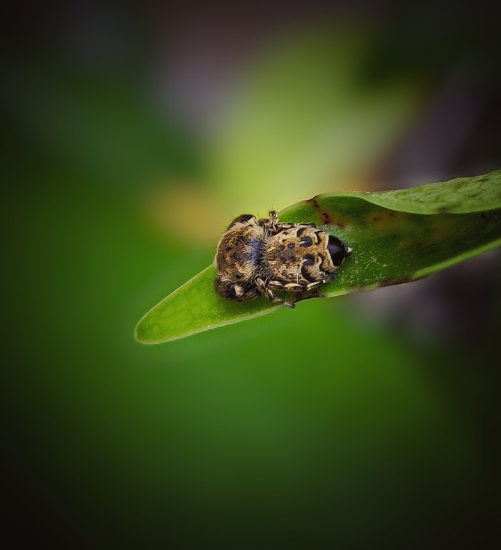 spider