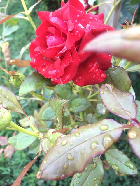 After rain