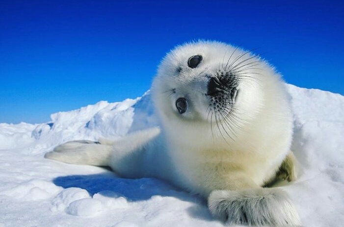 love of rare species.