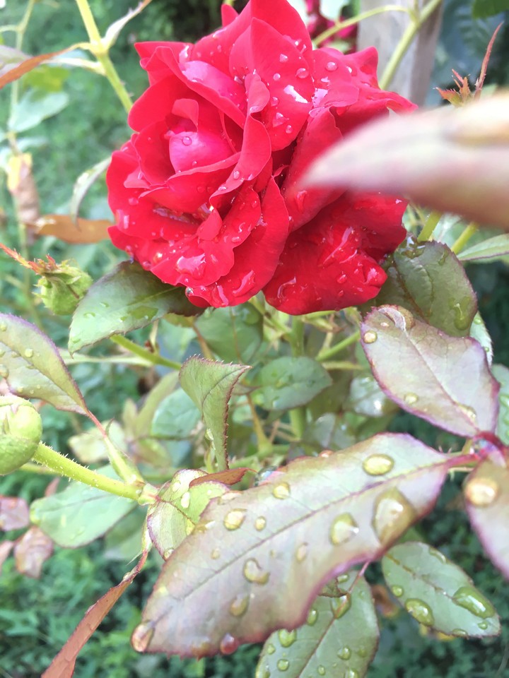 After rain
