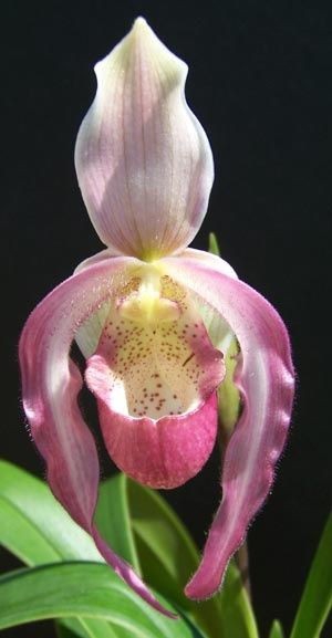 orchid
