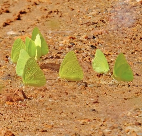 草地, 蝴蝶壁纸
