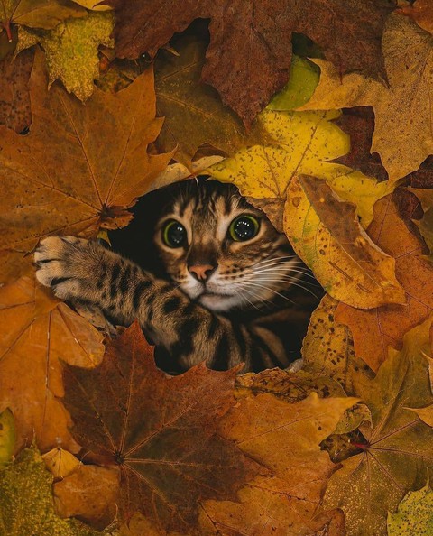 Cute kitten