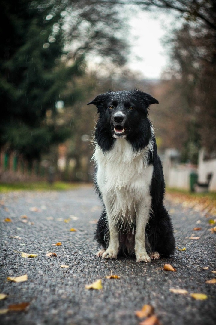 If It's Not A Broder Collie iIt's Just A Dog